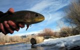 Arkansas River Rainbows stay active throughout the winter